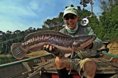 Giant-Snakehead-Fluefiskeri-Thailand-Jungle-Sø-Fiskeri-2