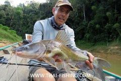 Jungle Fluefiskeri Thailand - Asian River Catfish