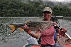 Jungle-Sø-Fiskeri-Thailand-Hampala-Barb-Fiskeri-3