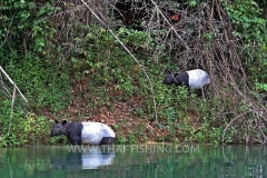 Asian-Tapir-Jungle-Sø-Fiskeri-Thailand