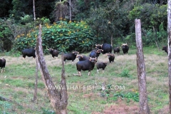 Gaur-Cow-Jungle-Sø-Fiskeri-Thailand