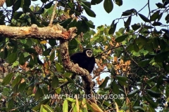 Gibbon-Jungle-Sø-Fiskeri-Thailand