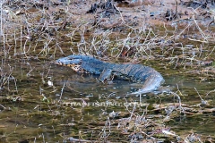 Jungle-Sø-Fiskeri-Thailand-Asian-water-Monitor-lizard