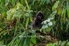 Jungle-Sø-Fiskeri-Thailand-Dusky-Spectacled-langur