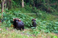 Jungle-Sø-Fiskeri-Thailand-Gaur-Cow