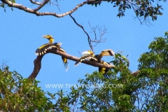 Jungle-Sø-Fiskeri-Thailand-Great-Hornbill