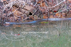 Jungle-Sø-Fiskeri-Thailand-King-Cobra-Snake