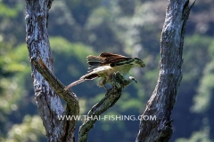 Jungle-Sø-Fiskeri-Thailand-Lesser-Fish-Eagle