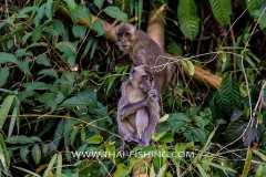 Jungle-Sø-Fiskeri-Thailand-Macaque-Monkey