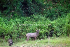 Jungle-Sø-Fiskeri-Thailand-Male-Sambar-Deer