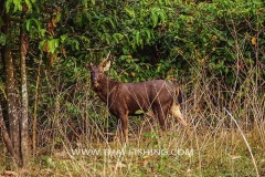 Male-Sambar-Deer-Jungle-Sø-Fiskeri-Thailand