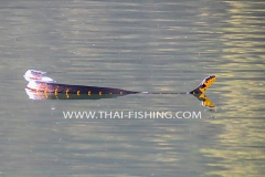 Mangrove-Cat-Snake-Jungle-Sø-Fiskeri-Thailand