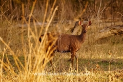 Sambar-Deer-Jungle-Sø-Fiskeri-Thailand