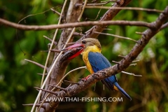 Stork-Billed-Kingfisher-Jungle-Sø-Fiskeri-Thailand