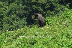 Sumatran-Serow-Jungle-Sø-Fiskeri-Thailand