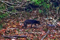 Sun-Bear-Jungle-Sø-Fiskeri-Thailand