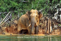 Vild-Elefant-Sø-Fiskeri-Thailand