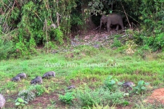 Vildsvin-og-Elefant-Jungle-Sø-Fiskeri-Thailand