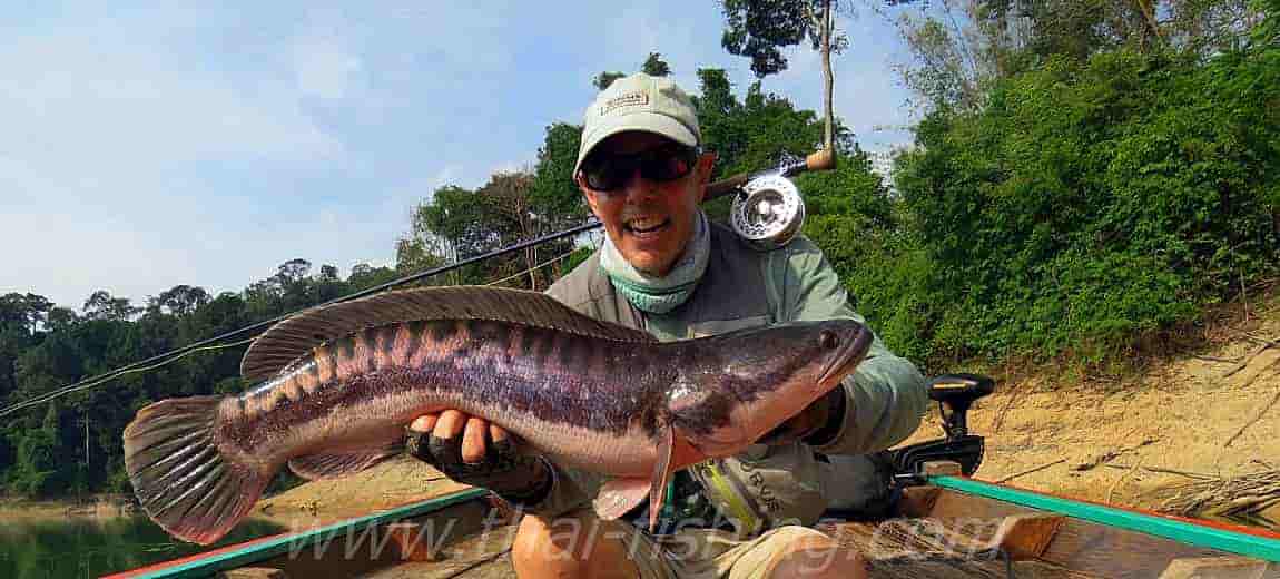 Fly Fishing Thailand – Jungle Fly Fishing - Species - Thai Fishing